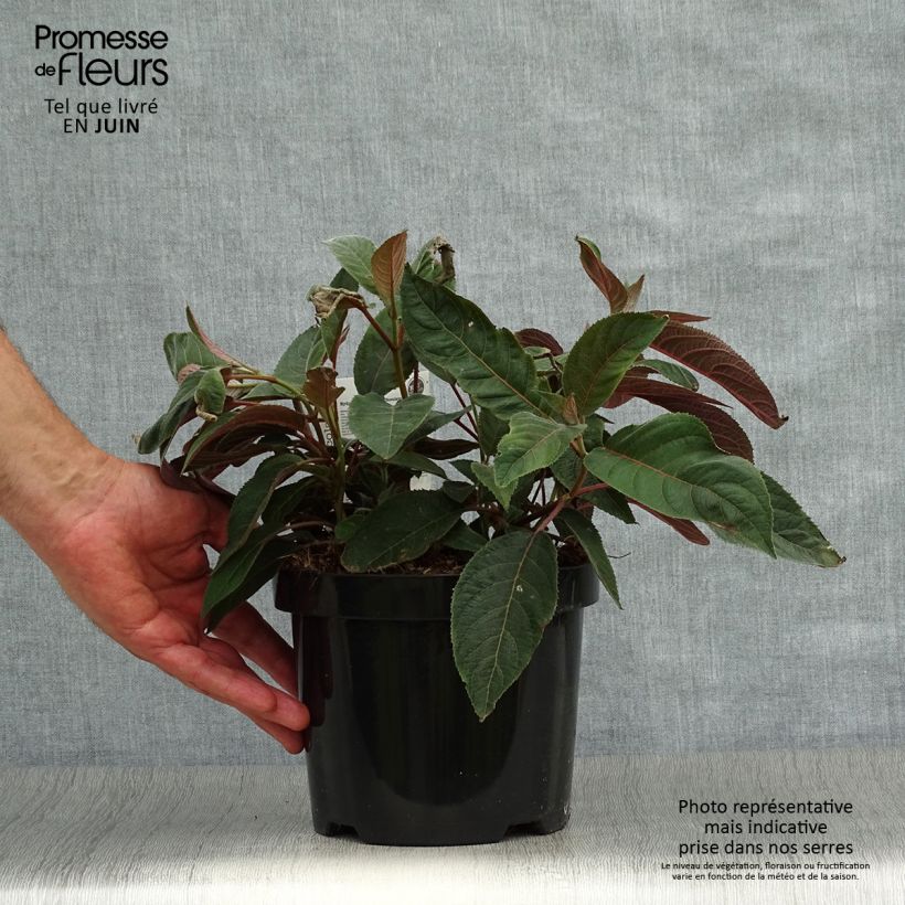 Ejemplar de Hortensia aspera Hot Chocolate - Hydrangea Maceta 3L/4L entregado en verano