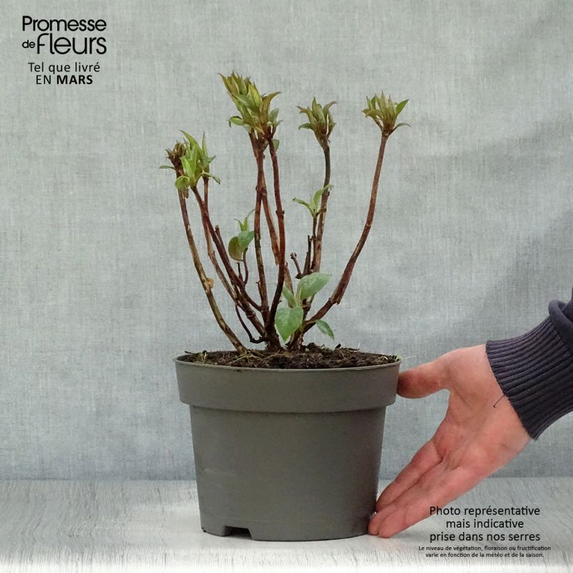 Hortensia aspera Hot Chocolate - Hydrangea Maceta 3L/4L Ejemplar entregado en la primavera