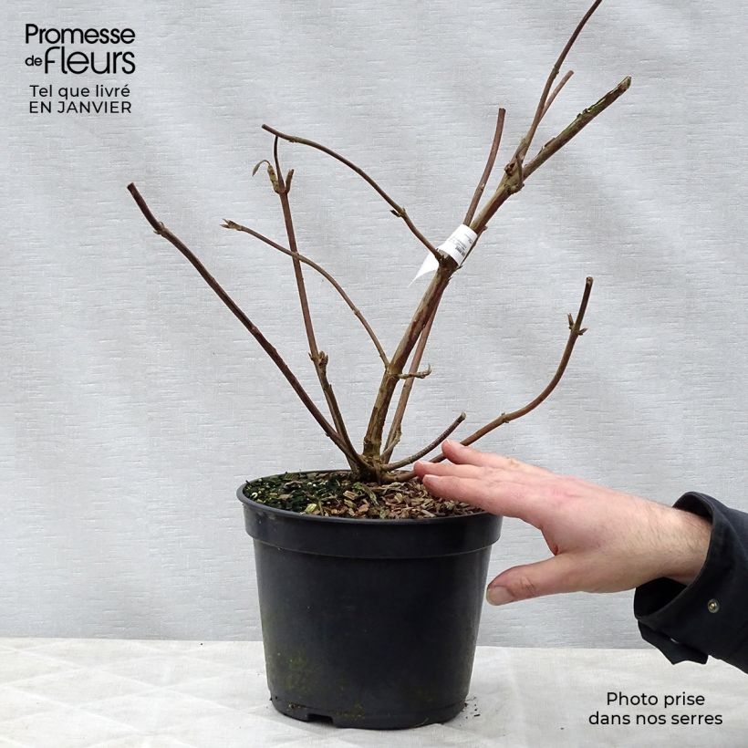 Hortensia aspera Villosa - Hydrangea Maceta 3L/4L Ejemplar entregado en invierno