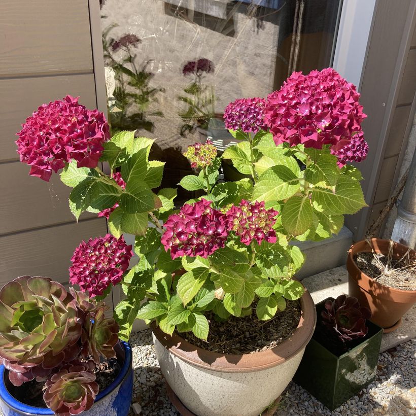 Hortensia macrophylla Beautensia Dali - Hydrangea (Porte)