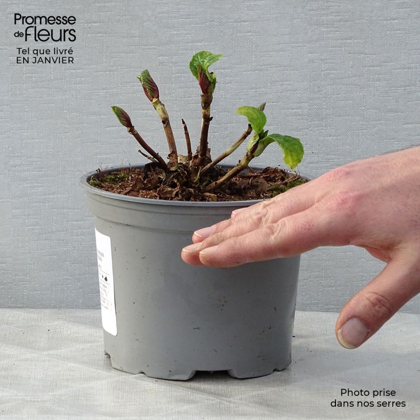 Hortensia macrophylla Bela - Hydrangea Maceta 2L/3L Ejemplar entregado en invierno