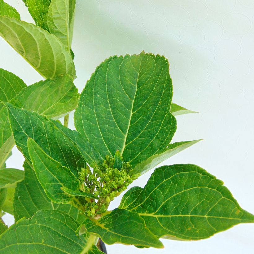 Hortensia macrophylla Blaumeise - Hydrangea (Follaje)