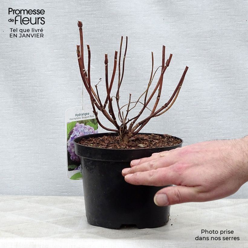 Hortensia macrophylla Bouquet Rose - Hydrangea Maceta 2L/3L Ejemplar entregado en invierno