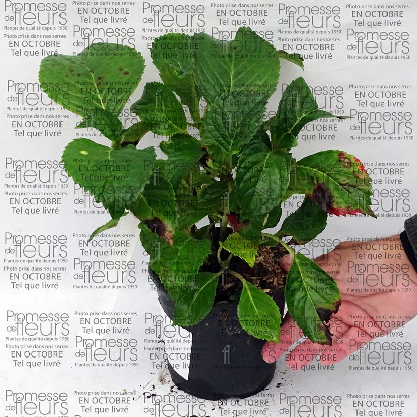 Ejemplo de ejemplar de Hortensia - Hydrangea macrophylla Dolce Fragola Pot de 4L/5L tal y como se entrega