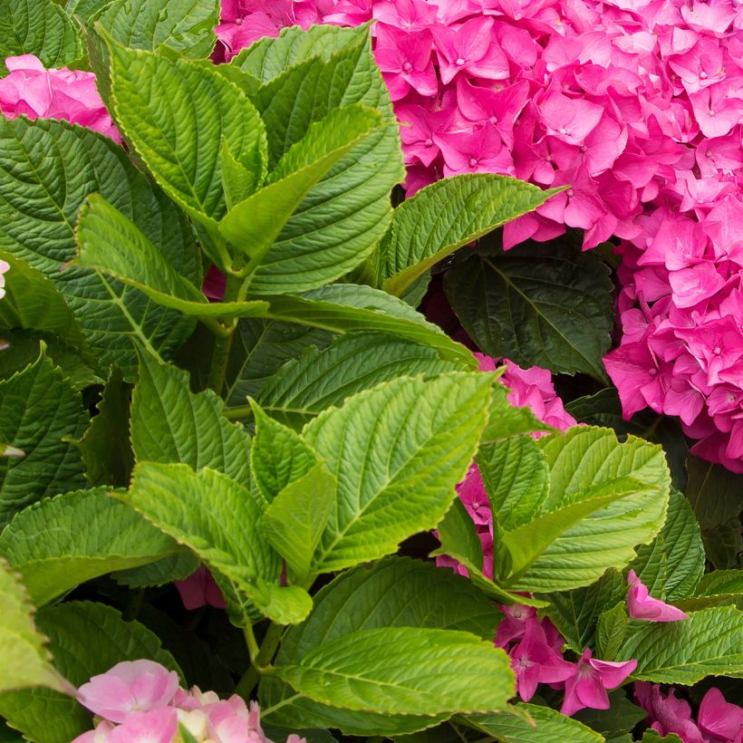 Hydrangea macrophylla FreudensteinHydrangea serrata Choco White - Hortensia  (Follaje)