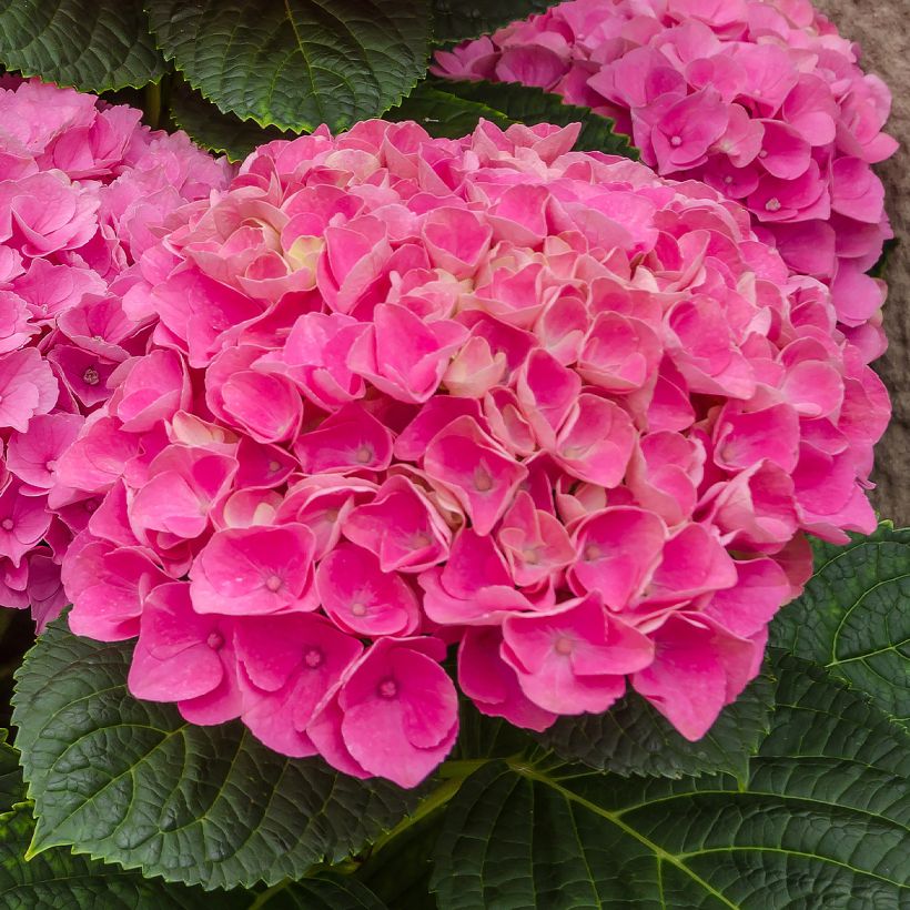 Hydrangea macrophylla FreudensteinHydrangea serrata Choco White - Hortensia  (Floración)