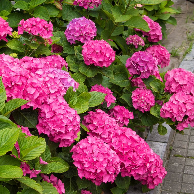 Hydrangea macrophylla FreudensteinHydrangea serrata Choco White - Hortensia  (Porte)