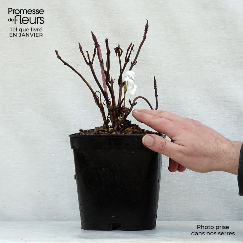 Hortensia macrophylla Generale Vicomtesse de Vibraye - Hydrangea Maceta 2L/3L Ejemplar entregado en invierno