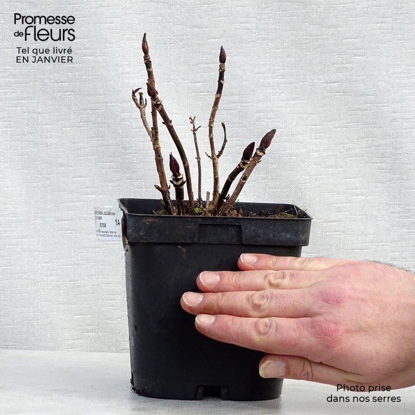 Hortensia macrophylla Julisa - Hydrangea Maceta 1,5L/2L Ejemplar entregado en invierno