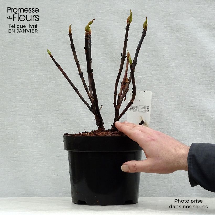 Hortensia macrophylla Leuchtfeuer - Hydrangea Maceta 2L/3L Ejemplar entregado en invierno