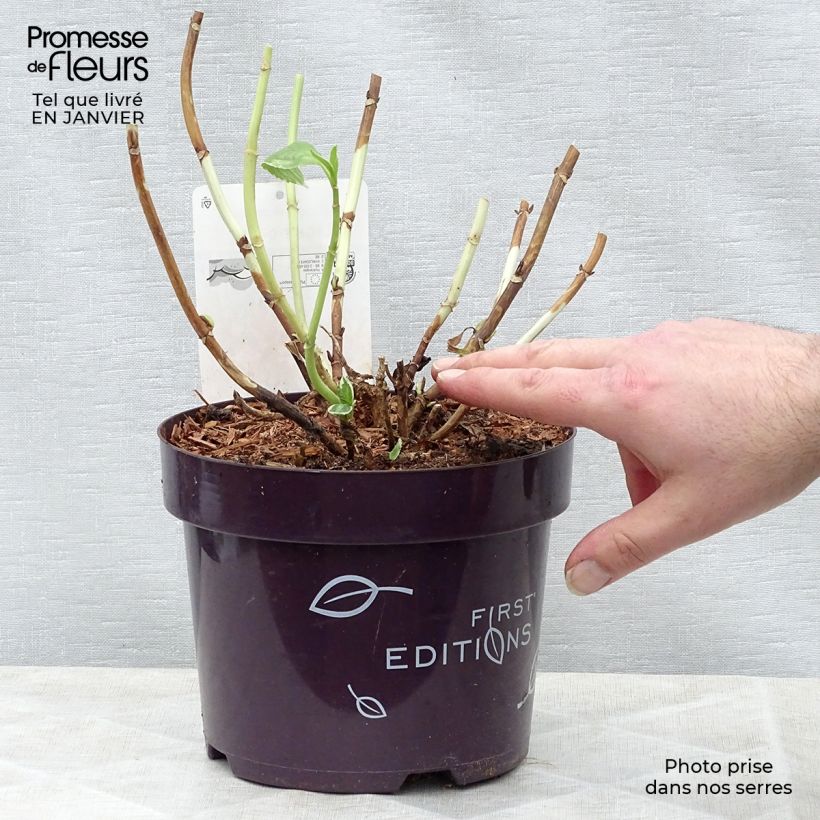 Hortensia macrophylla Light'o'Day - Hydrangea Maceta 3L/4L Ejemplar entregado en invierno