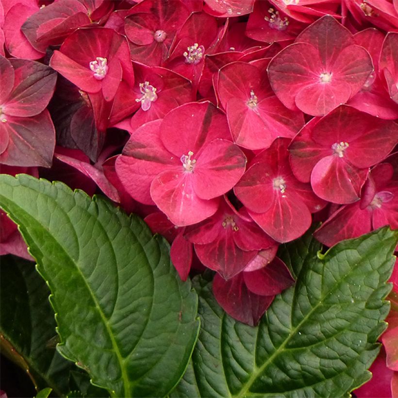 Hortensia macrophylla Magical Ruby Tuesday - Hydrangea (Follaje)