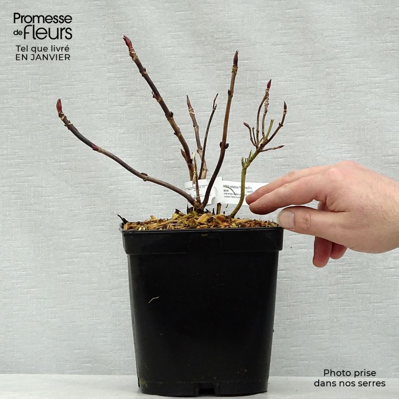 Hortensia macrophylla Mousseline - Hydrangea Maceta 2L/3L Ejemplar entregado en invierno