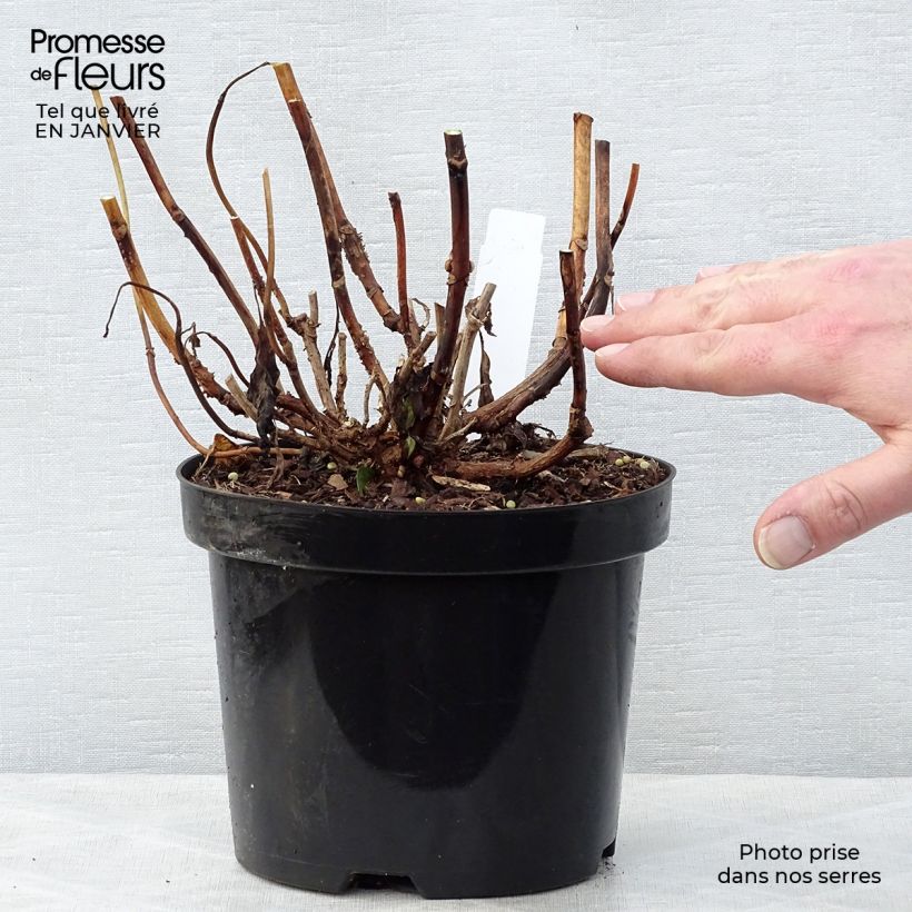 Hortensia macrophylla Princess Diana - Hydrangea Maceta 3L/4L Ejemplar entregado en invierno