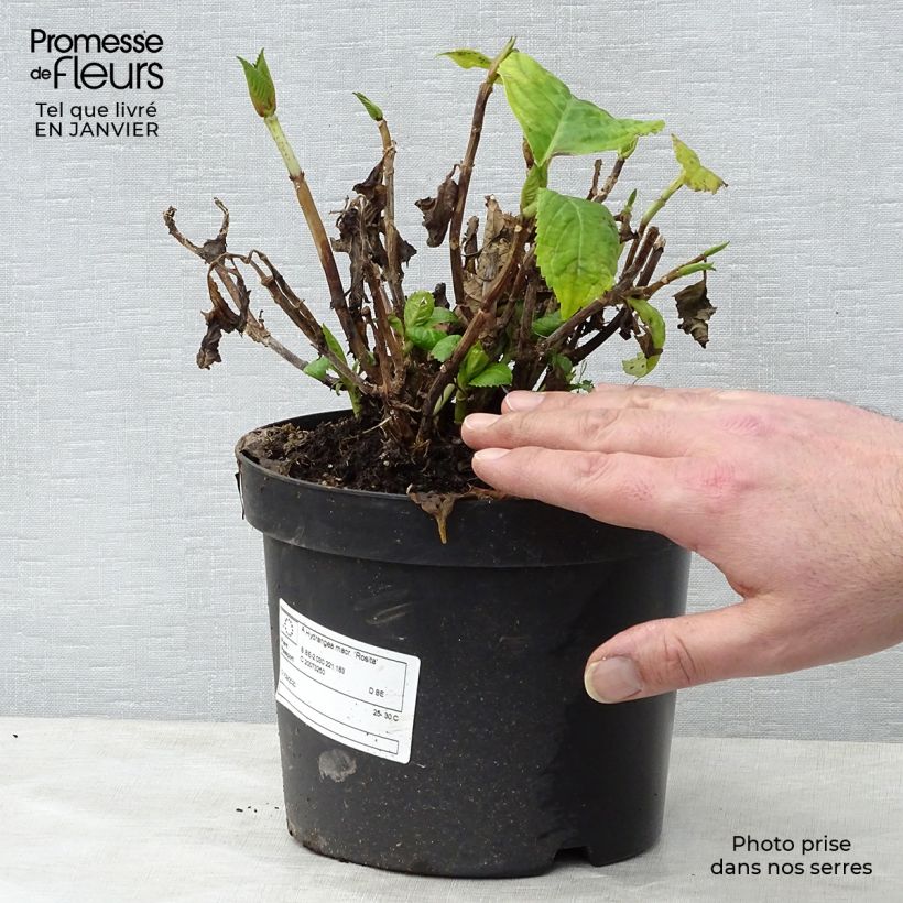 Hortensia macrophylla Rosita - Hydrangea Maceta 2L/3L Ejemplar entregado en invierno