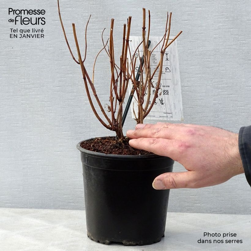 Hortensia macrophylla Schneeball - Hydrangea Maceta 2L/3L Ejemplar entregado en invierno