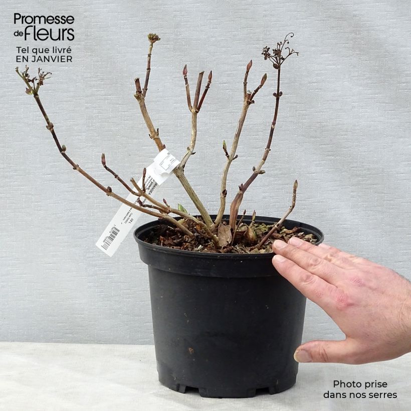 Hortensia macrophylla Stargazer - Hydrangea Maceta 4L/5L Ejemplar entregado en invierno