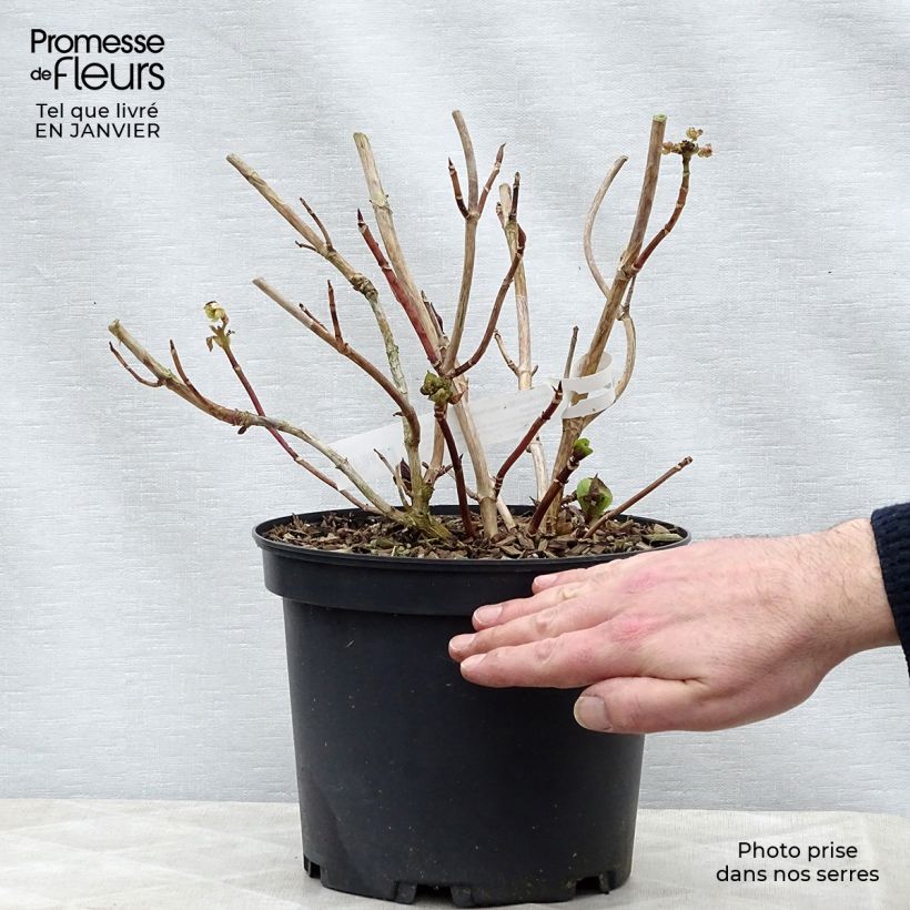 Hortensia macrophylla Tinkerbell - Hydrangea Maceta 1,5L/2L Ejemplar entregado en invierno