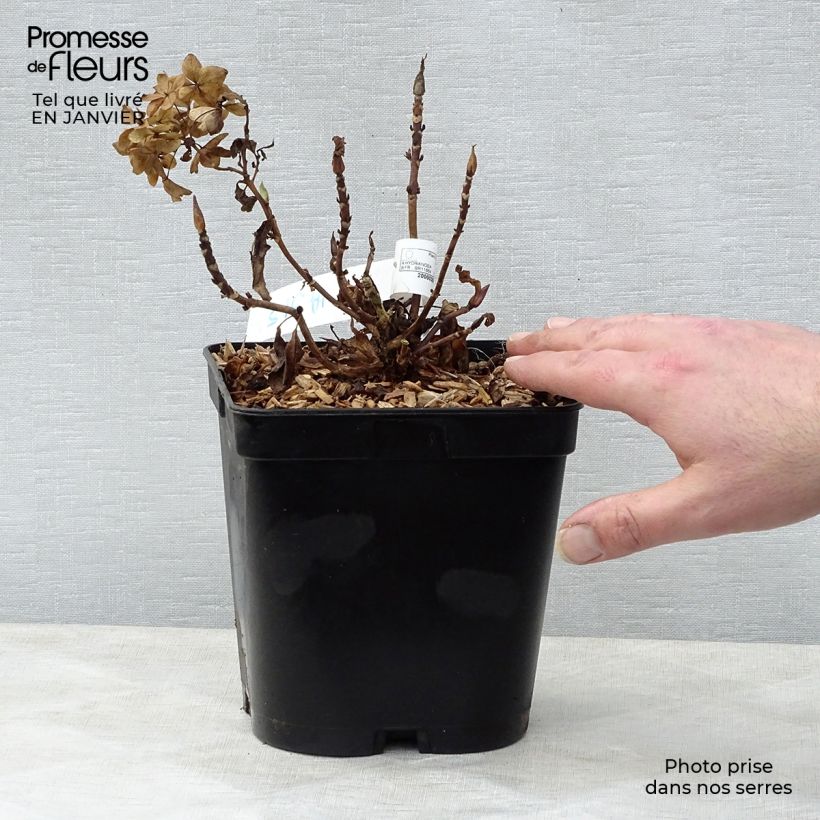 Hortensia macrophylla Tovelit - Hydrangea Maceta 2L/3L Ejemplar entregado en invierno