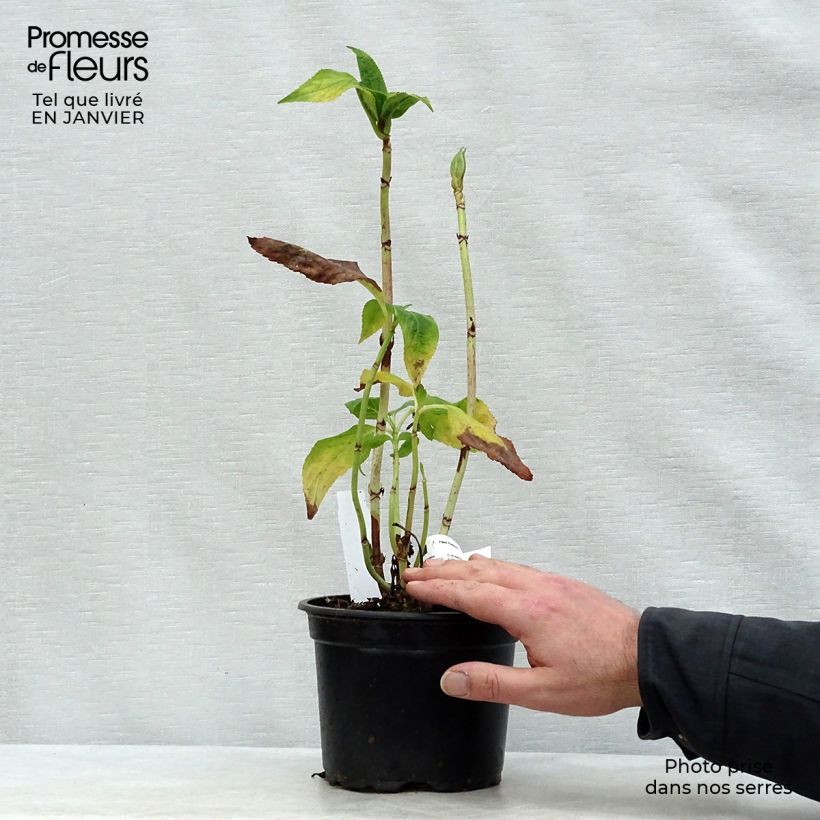 Hortensia macrophylla Veitchii - Hydrangea Maceta 2L/3L Ejemplar entregado en invierno