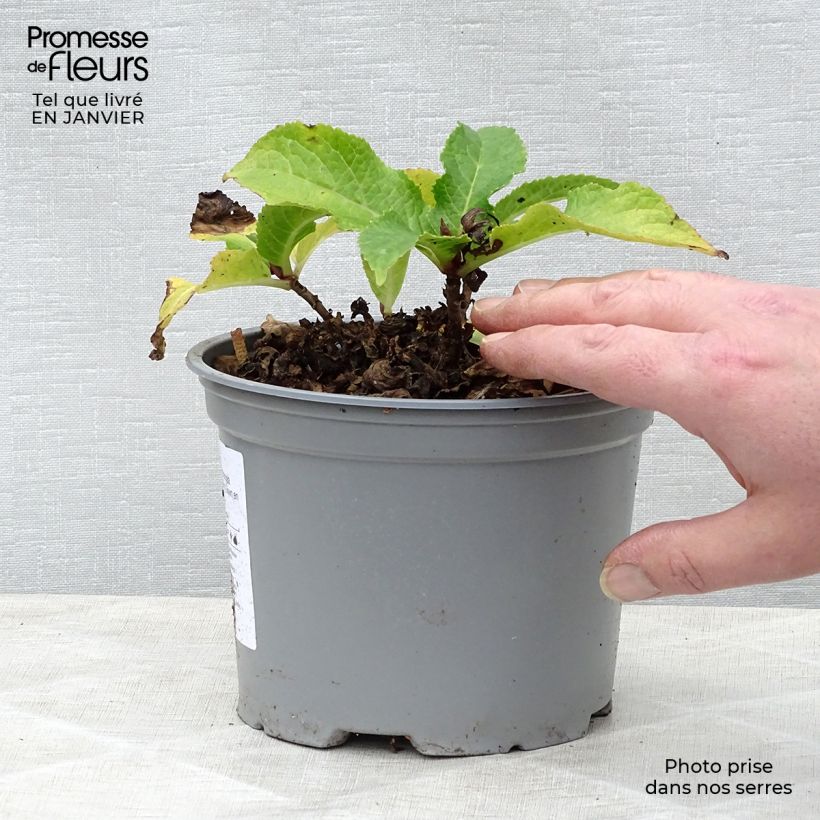 Hortensia macrophylla Wedding Gown - Hydrangea Maceta 1,5L/2L Ejemplar entregado en invierno