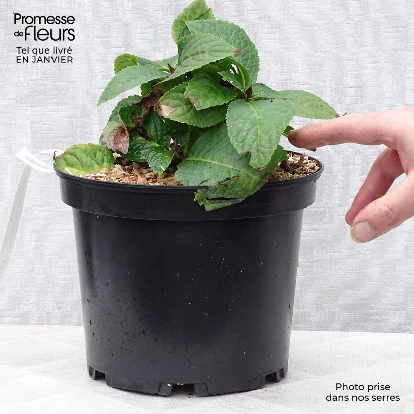 Hortensia macrophylla Wedding Gown - Hydrangea Maceta 4L/5L Ejemplar entregado en invierno