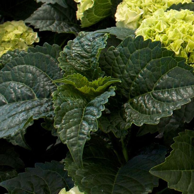 Hydrangea macrophylla Wudu - Hortensia (Follaje)