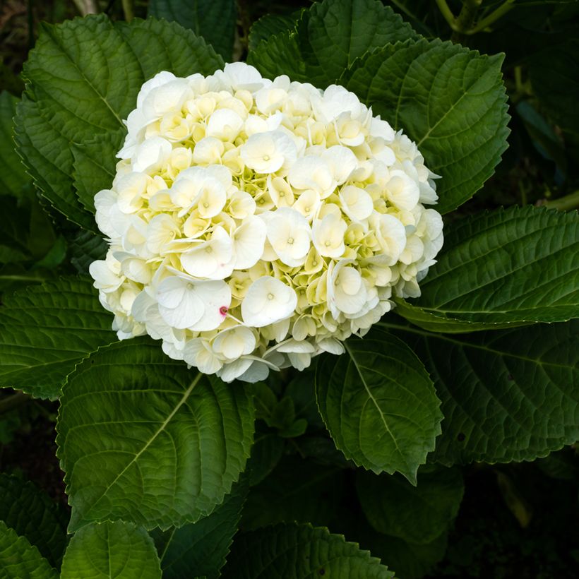 Hydrangea macrophylla Wudu - Hortensia (Floración)