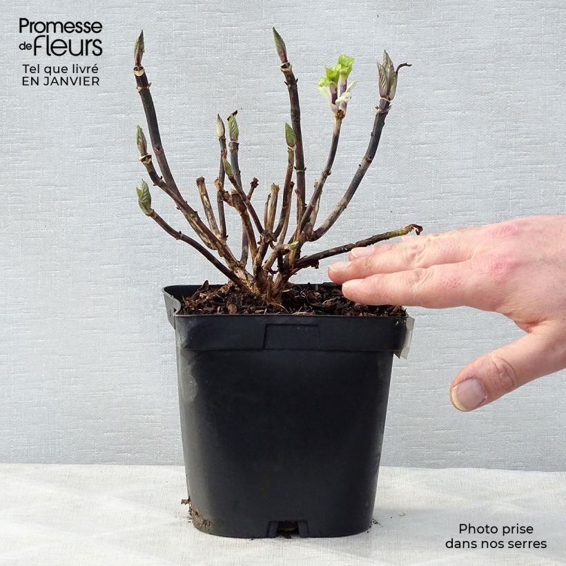 Hortensia macrophylla Zorro Azul- Hydrangea Maceta 2L/3L Ejemplar entregado en invierno