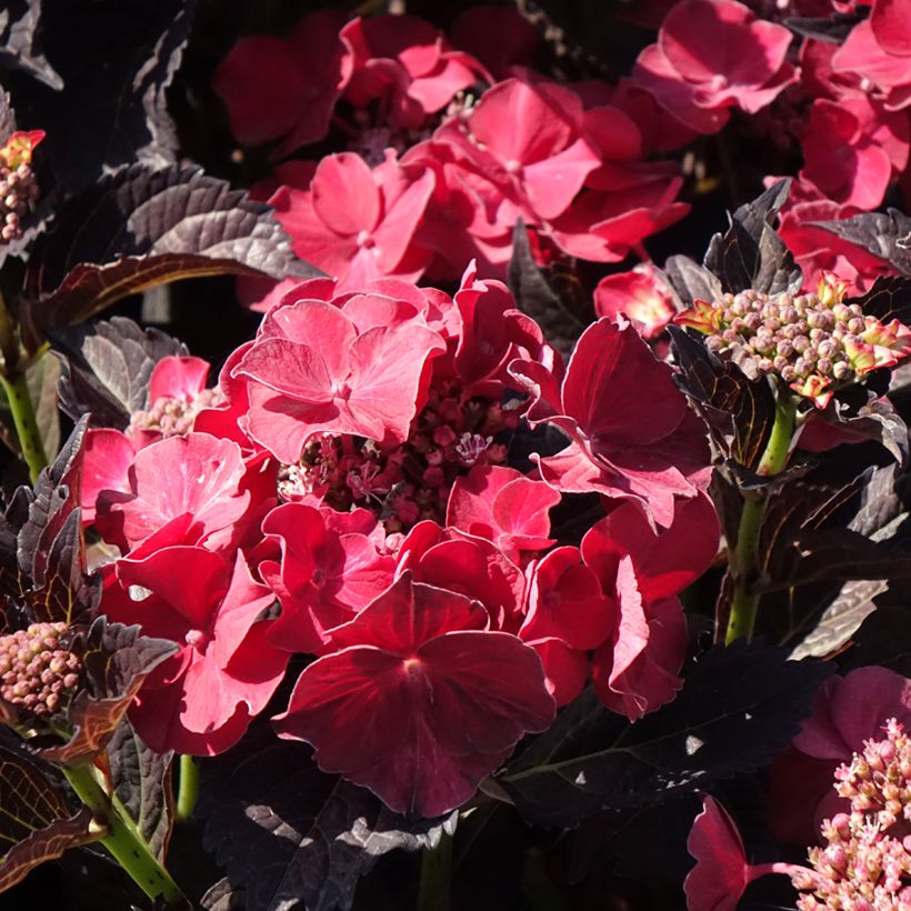 Hortensiamacrophylla x serrata After Midnight - Hydrangea (Floración)