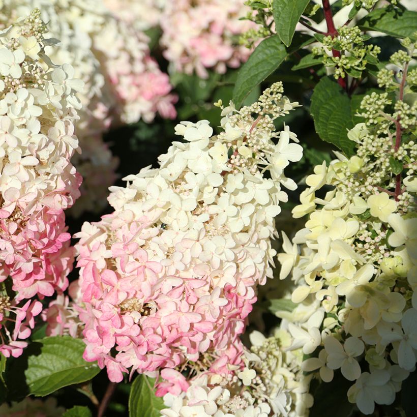 Hydrangea paniculata Candlelight® - Hortensia en pánico (Floración)