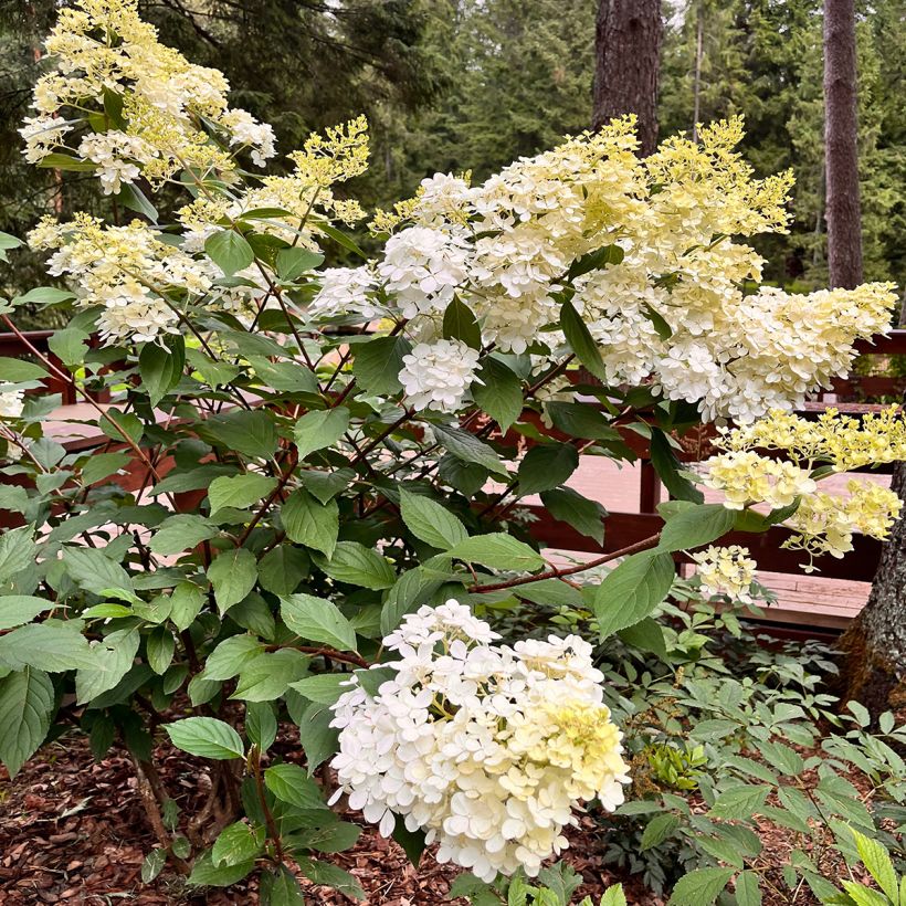 Hydrangea paniculata Candlelight® - Hortensia en pánico (Porte)