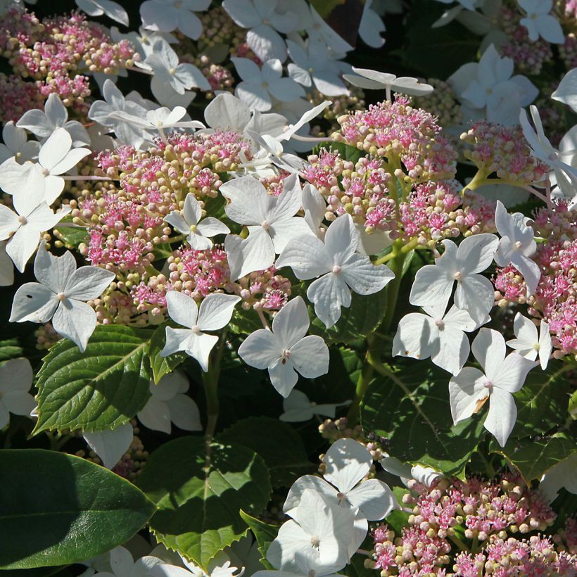 Hortensia paniculata Confetti - Hydrangea (Floración)