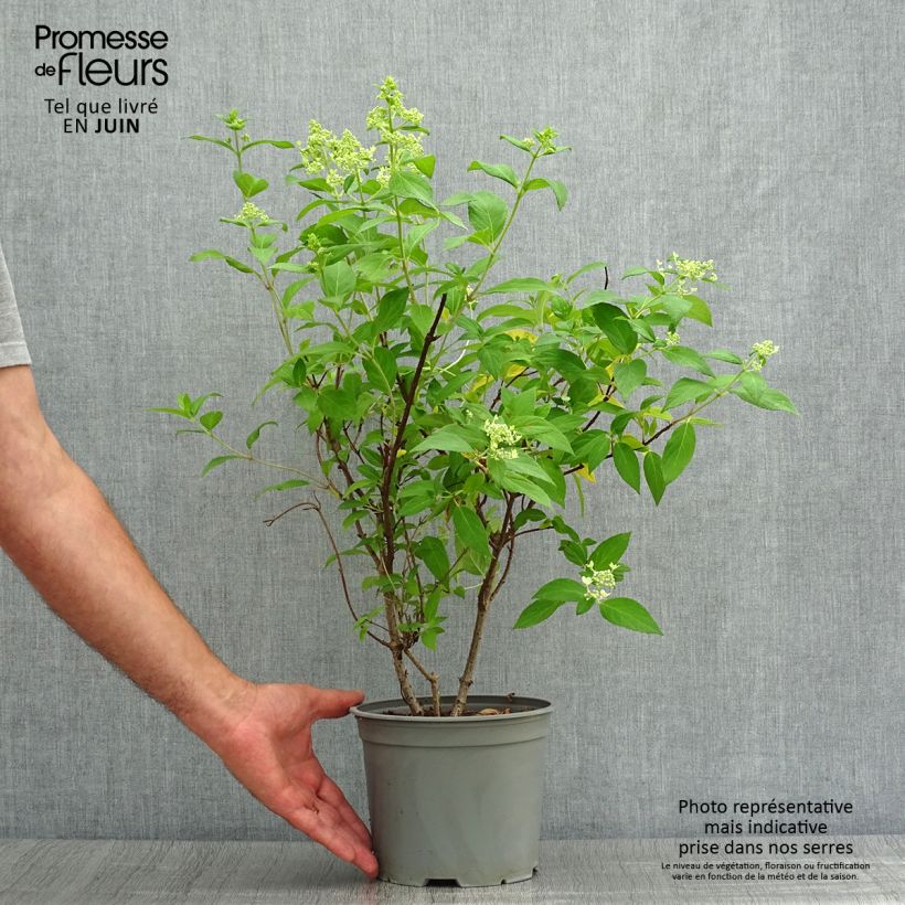 Ejemplar de Hortensia paniculata Confetti - Hydrangea Maceta 2L/3L entregado en verano