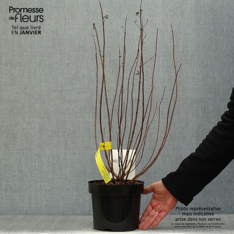 Hortensia paniculata Confetti - Hydrangea Maceta 2L/3L Ejemplar entregado en invierno