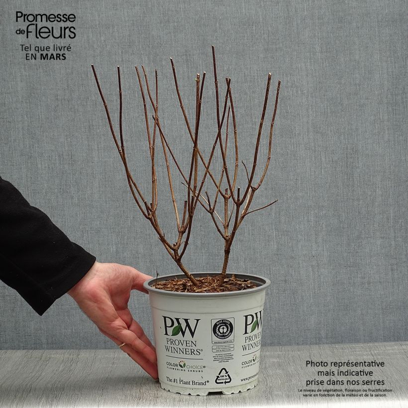 Hortensia paniculata Confetti - Hydrangea Maceta 2L/3L Ejemplar entregado en la primavera