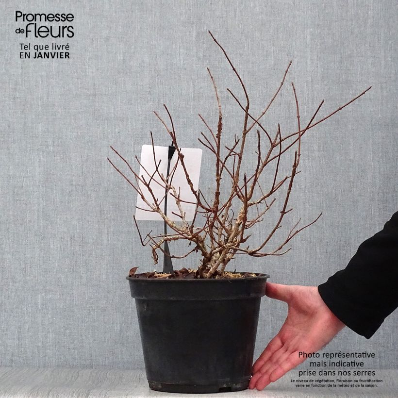 Hortensia paniculata Dentelle De Gorron - Hydrangea paniculata Maceta 3L/4L Ejemplar entregado en invierno