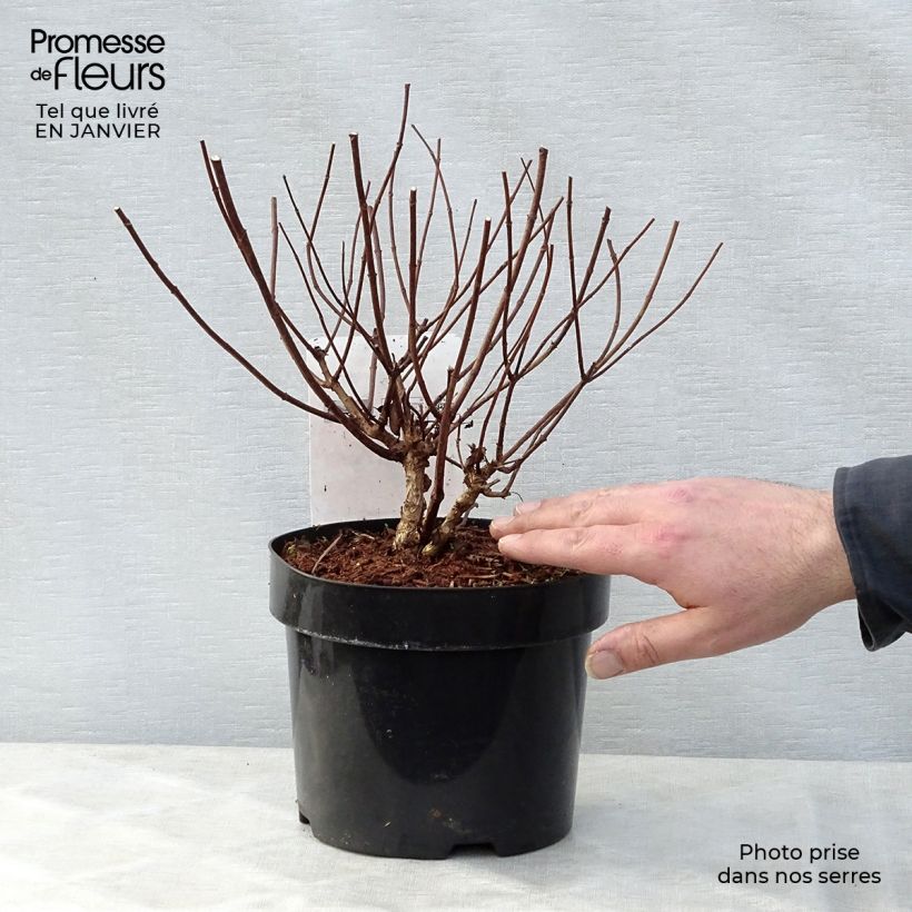 Hortensia paniculata Diamant Rouge - Hydrangea paniculata Maceta 2L/3L Ejemplar entregado en invierno