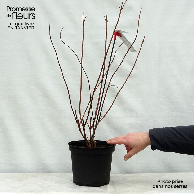 Hortensia paniculata Diamantino - Hydrangea paniculata Maceta 3L/4L Ejemplar entregado en invierno