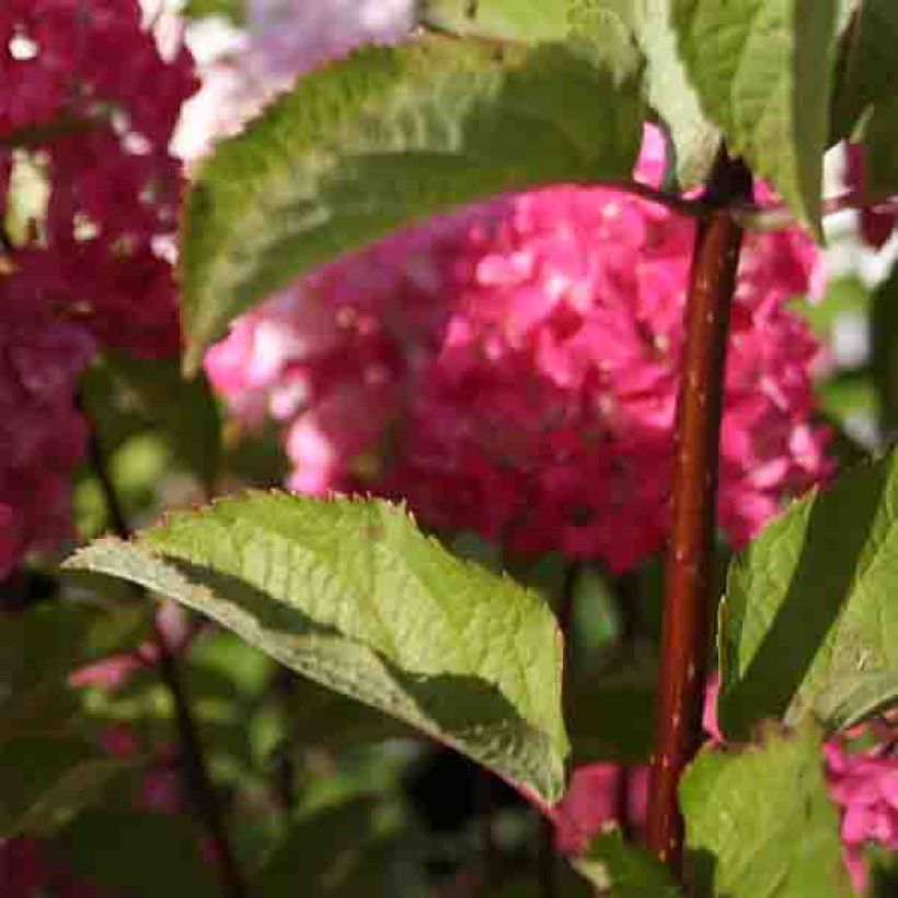 Hortensia paniculata Fraise Melba - Hydrangea (Follaje)