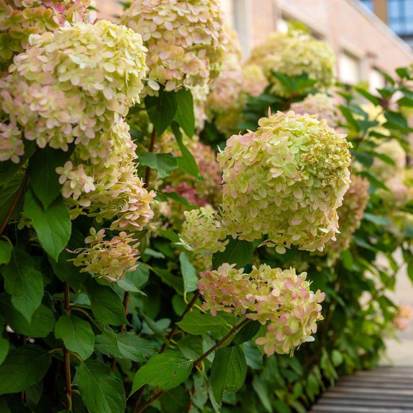 Hortensia paniculata Graffiti - Hydrangea paniculata (Porte)