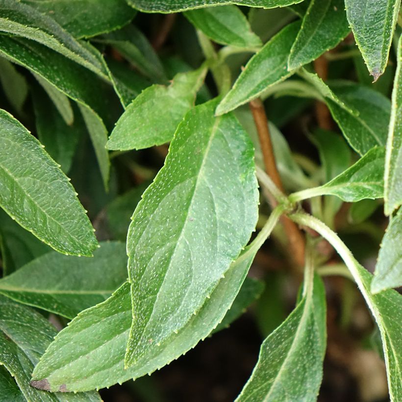 Hortensia paniculata Groundbreaker - Hydrangea paniculata (Follaje)
