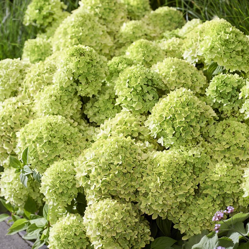 Hydrangea paniculata Groundbreaker Greeny - Hortensia en pánico (Floración)