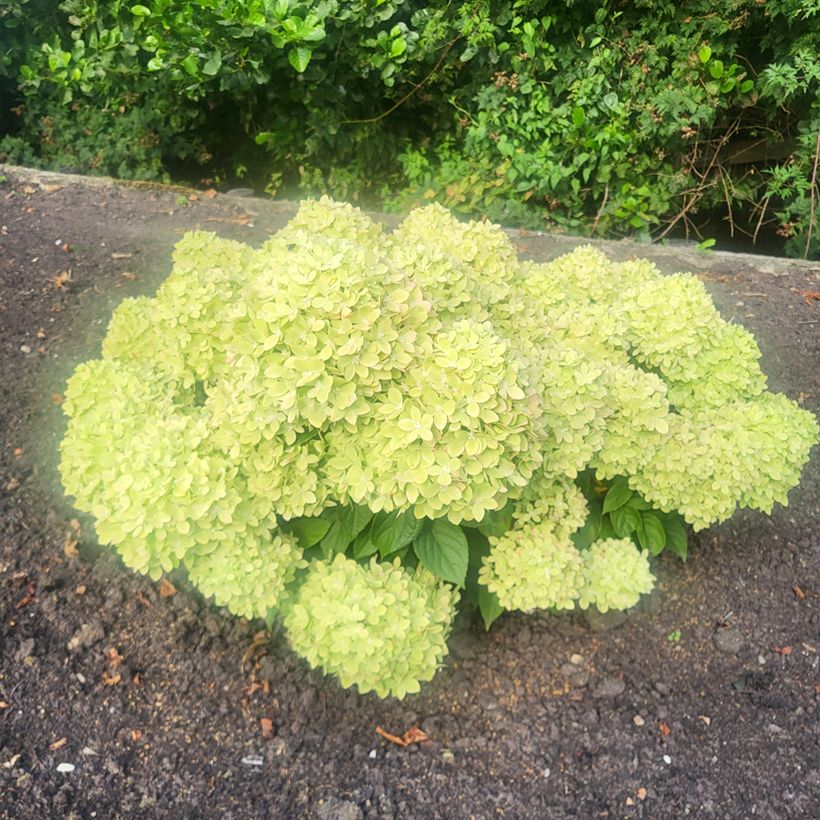 Hydrangea paniculata Groundbreaker Greeny - Hortensia en pánico (Porte)