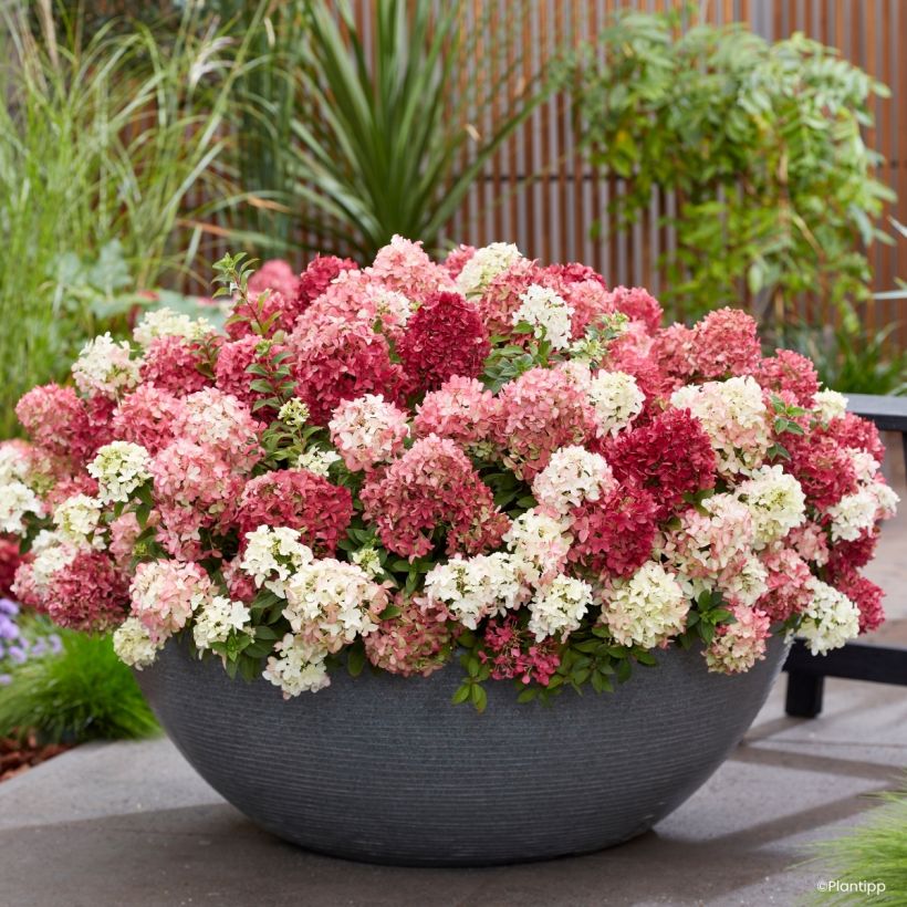 Hydrangea paniculata Groundbreaker Ruby - Hortensia en pánico (Floración)