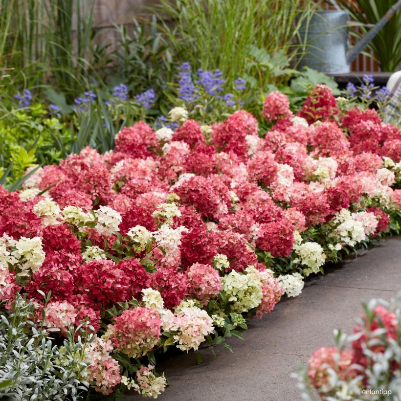 Hydrangea paniculata Groundbreaker Ruby - Hortensia en pánico (Porte)
