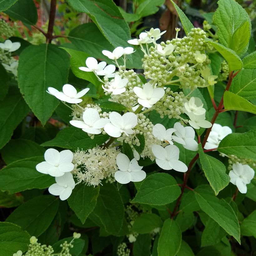 Hortensia paniculata Kyushu - Hydrangea (Follaje)