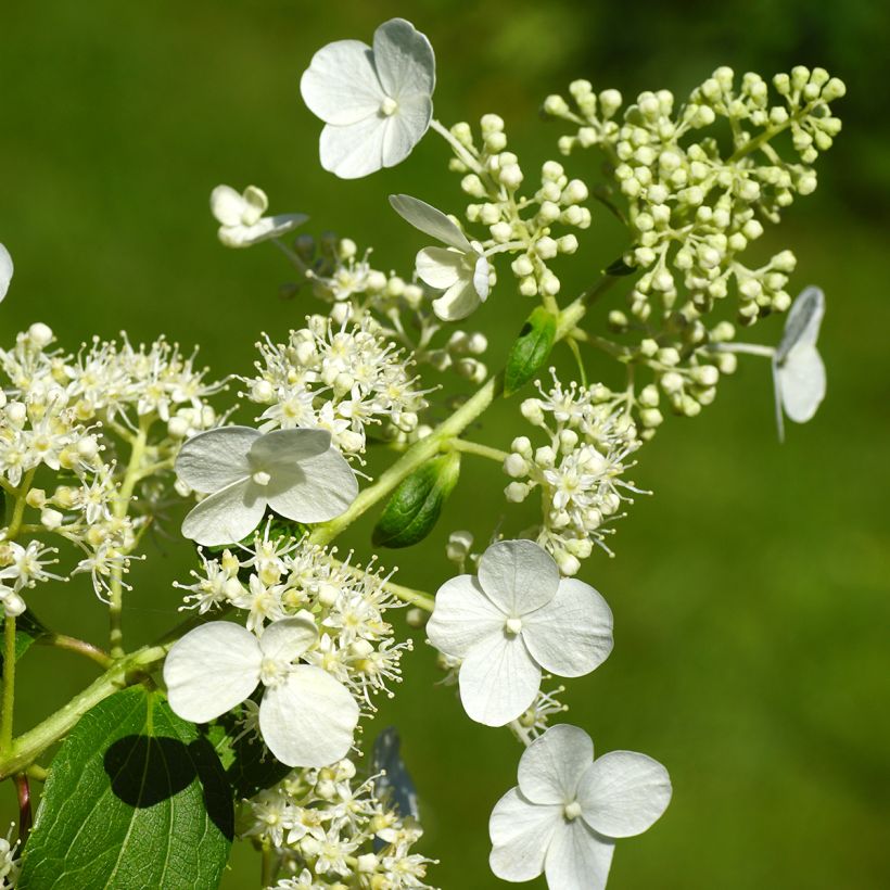 Hortensia paniculata Kyushu - Hydrangea (Floración)