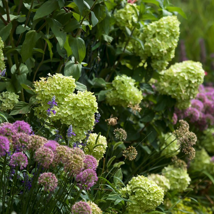 Hortensia paniculata Little Lime - Hydrangea (Porte)