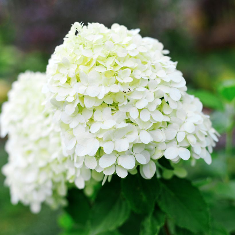 Hortensia paniculata Little Spooky - Hydrangea paniculata (Floración)